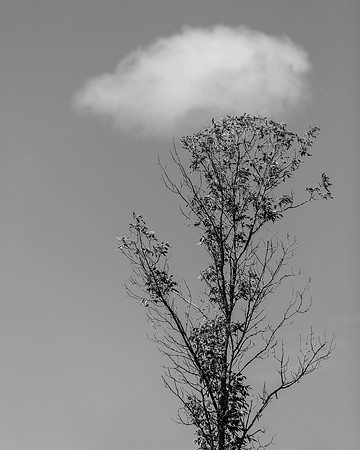 _OY_9286