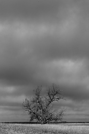 _OY_8131