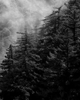 Angeles Forest