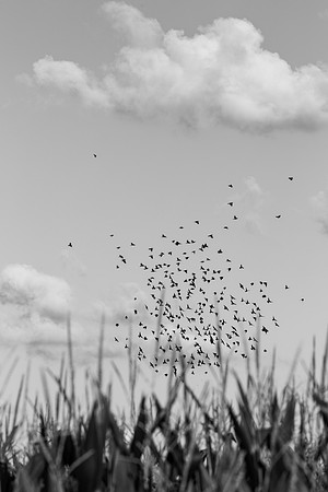 _OY_8825