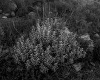 _DSF3455