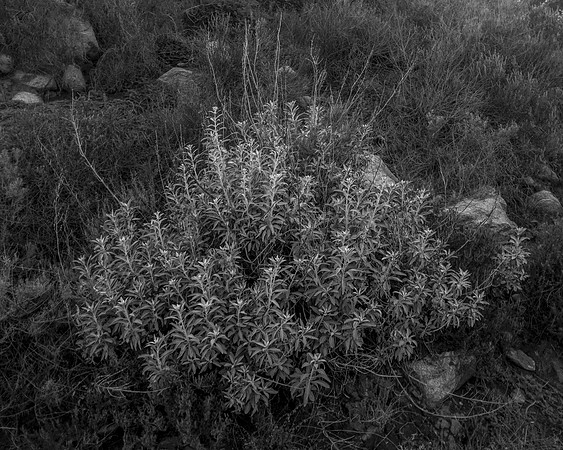 _DSF3455