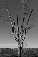 _DSF3482