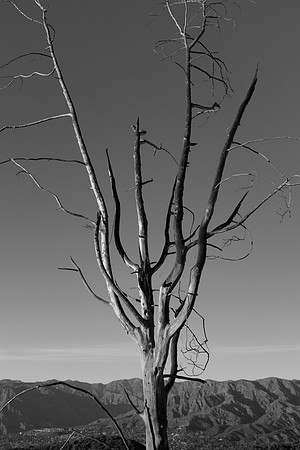 _DSF3482