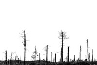 _DSF3663