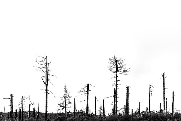 _DSF3663