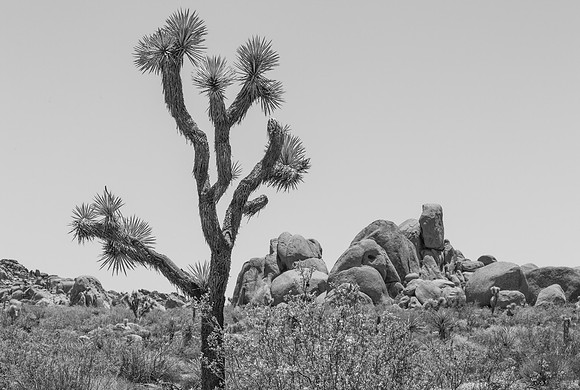 Tree and Rocks