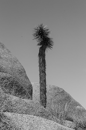 _OY_3419