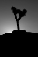 Joshua Tree