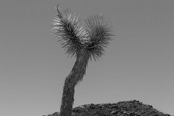 Two Heads
